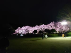 富士市「岩本山公園」でライトアップの夜桜を見てきました〜。【お花見】【桜】