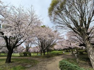 桜を眺めながら「平和だなぁ」とまったりできる場所です。【富士市】【西公園】