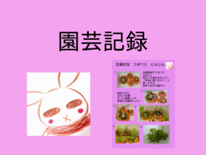 初めてのリボベジ【にんじん】【園芸記録】【第10回】