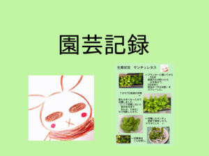 「サンチュレタス」を収穫したよ。【園芸記録】【第9回】【2025年11月】