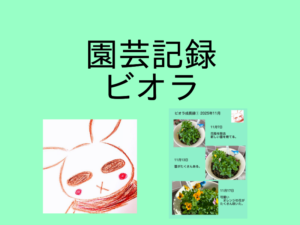 ベランダでビオラを育てるの、なんか毎日、楽しい。【園芸記録】【第11回】