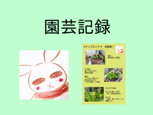 スナップエンドウの成長記録【園芸記録】【第13回】