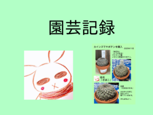 サボテンを育て始めました。【桃花丸】【園芸記録】【第15回】